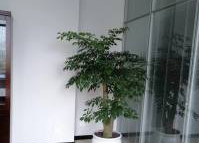 租摆成都川师鲜花绿植绿植租摆开业花篮绿植销售批发零售