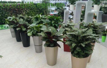 鲜花绿植 成都绿植租赁、绿植出售、绿植租摆
